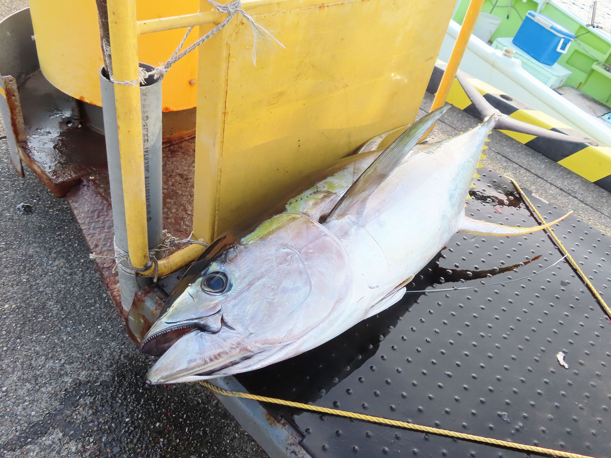 魚の写真