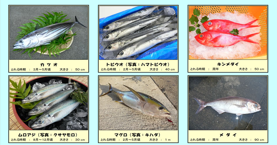 八丈島で取れる魚-1
