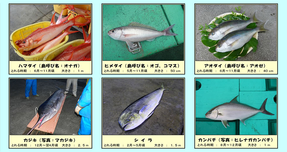 八丈島で取れる魚-2